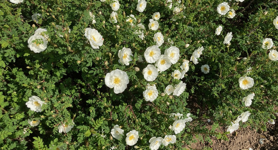 はまなす 白花(蒸留の舎前)