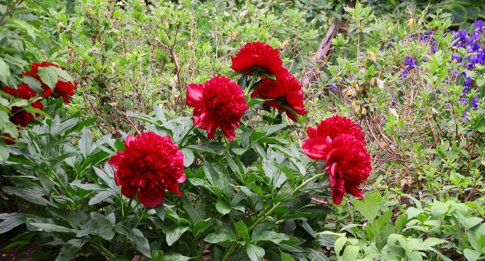 マザーズガーデンの花も続々と開花が進んでいます