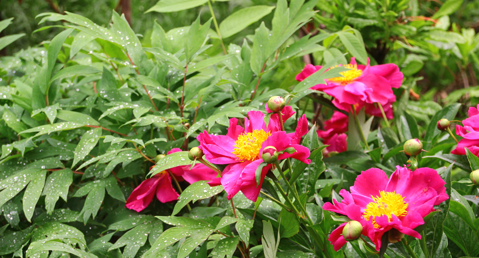 色あざやかに花開いた芍薬