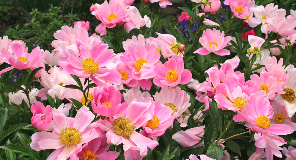 マザーズガーデンの花たちも満開です