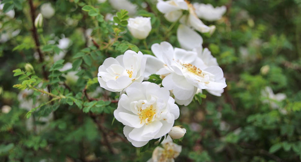 ハマナス白花の甘い香りがします