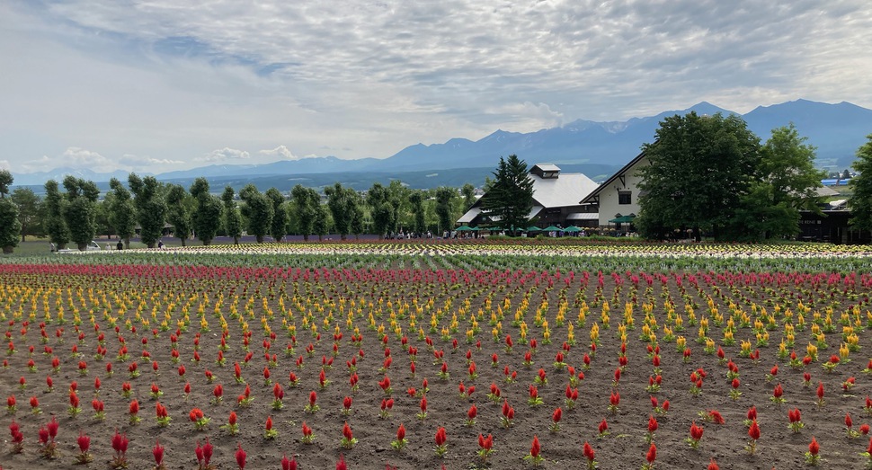 日々生育する「花人の畑」