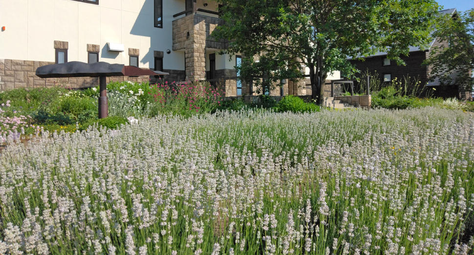 花人の舎前のホワイトラベンダーも開花までもう少しです