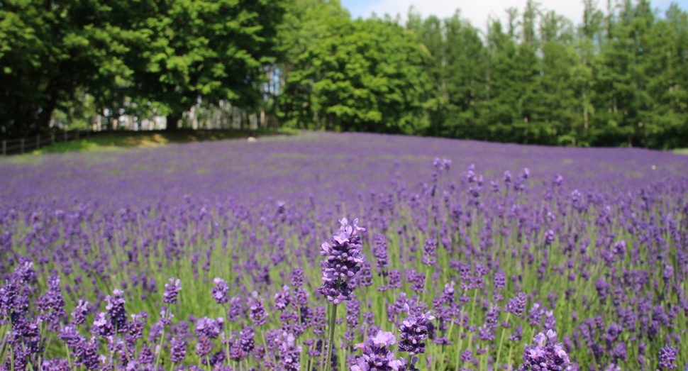 森のラベンダー畑の濃紫早咲も開花し始めていました