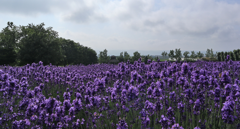 倖の畑の濃紫早咲の開花が進んでいます