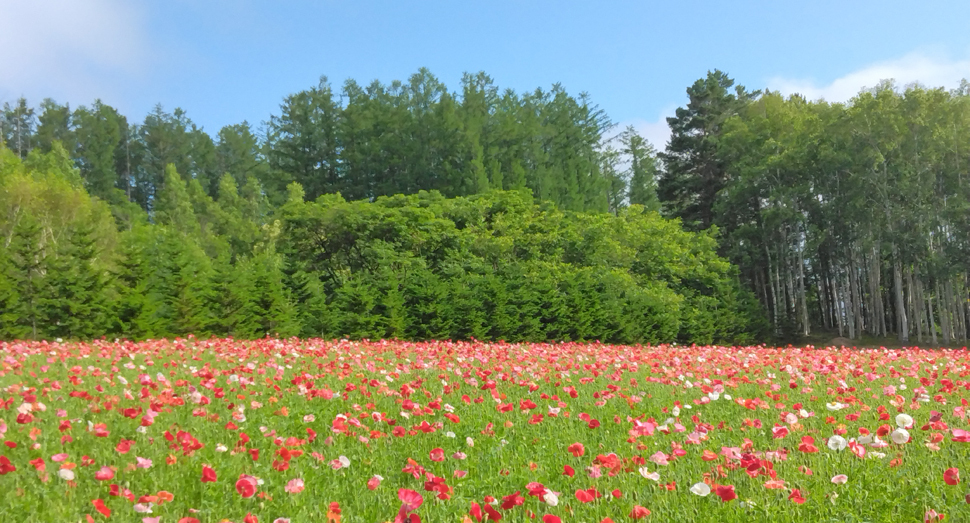 白樺の森を背景にポピーが元気に咲いています