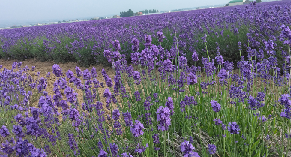 ラベンダーイーストでも濃紫早咲の開花が進み、可愛らしい花姿をご覧いただけます