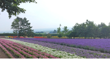 早咲ラベンダーの開花が進んでいます