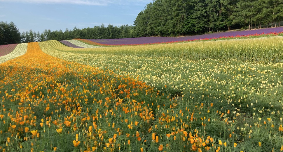 彩りの畑の花々も見頃になりました