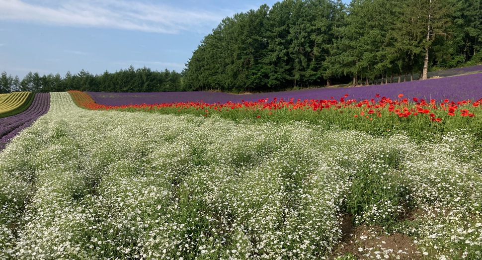 彩りの畑の花々も見頃になりました