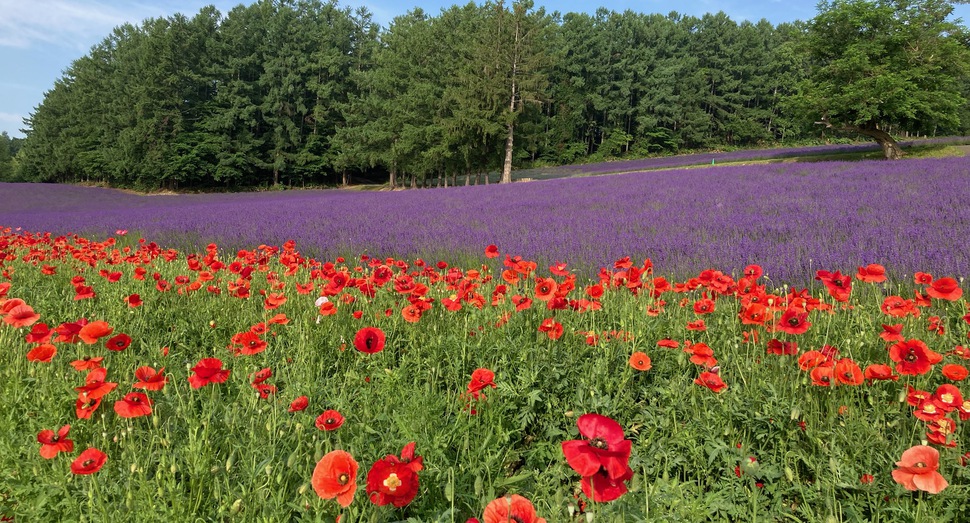 彩りの畑の花々も見頃になりました