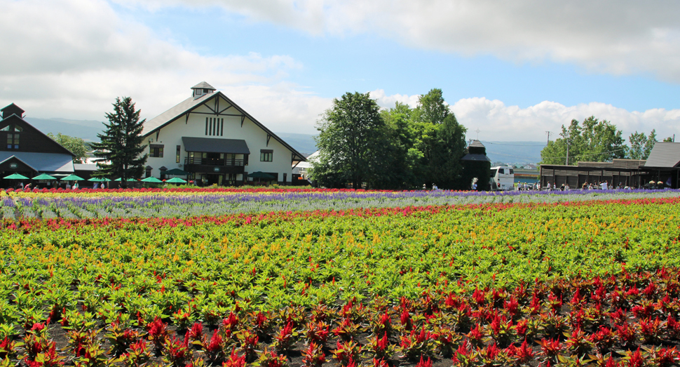 花人の畑の花々も成長してきました