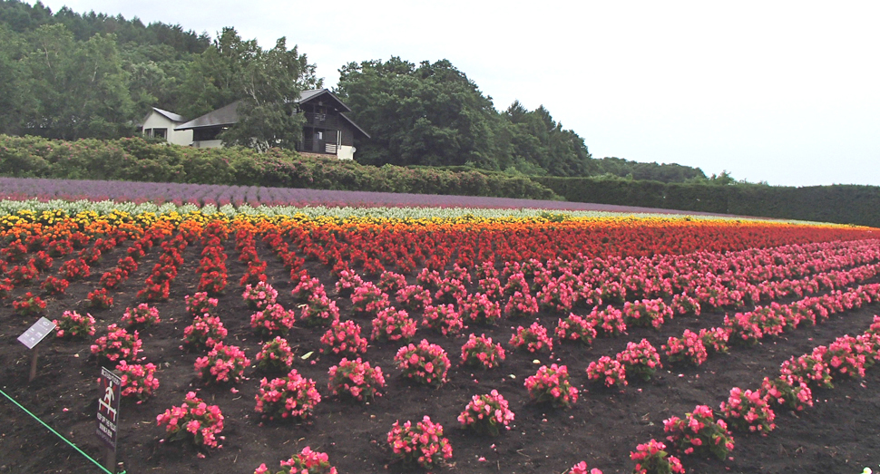 秋の彩りの畑では色とりどりの花をご覧いただけます