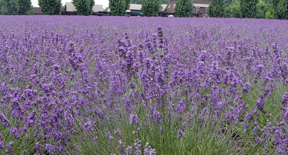 ラベンダーおかむらさきが開花中です