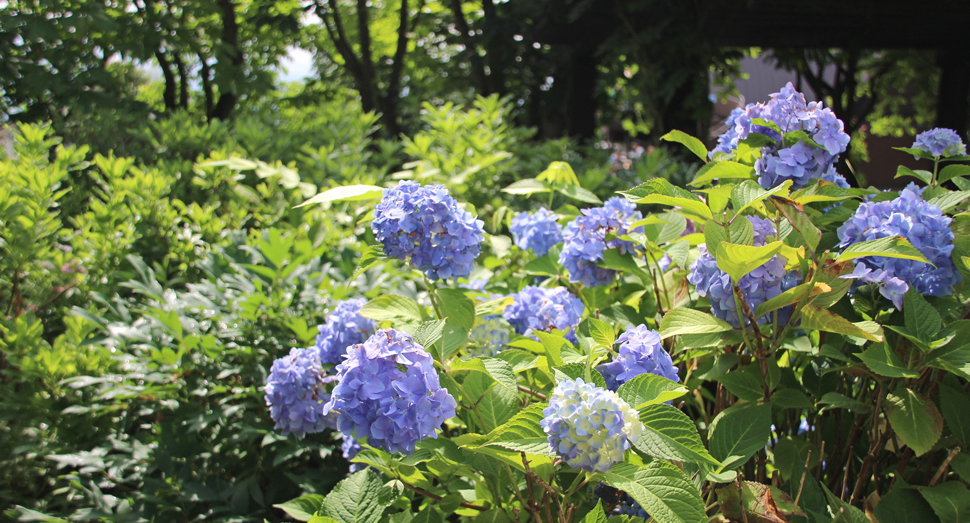 爽やかなブルーが目を惹く紫陽花