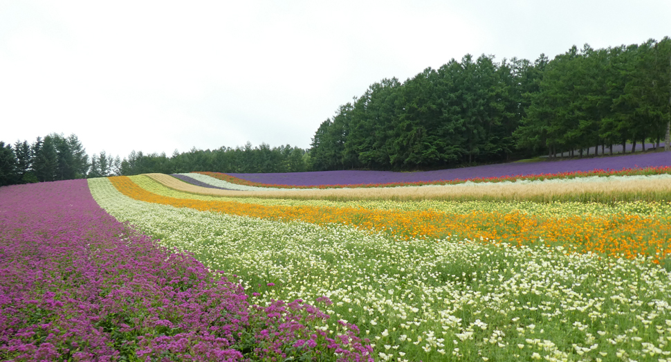 色とりどりの花々が花人の皆様をお出迎え