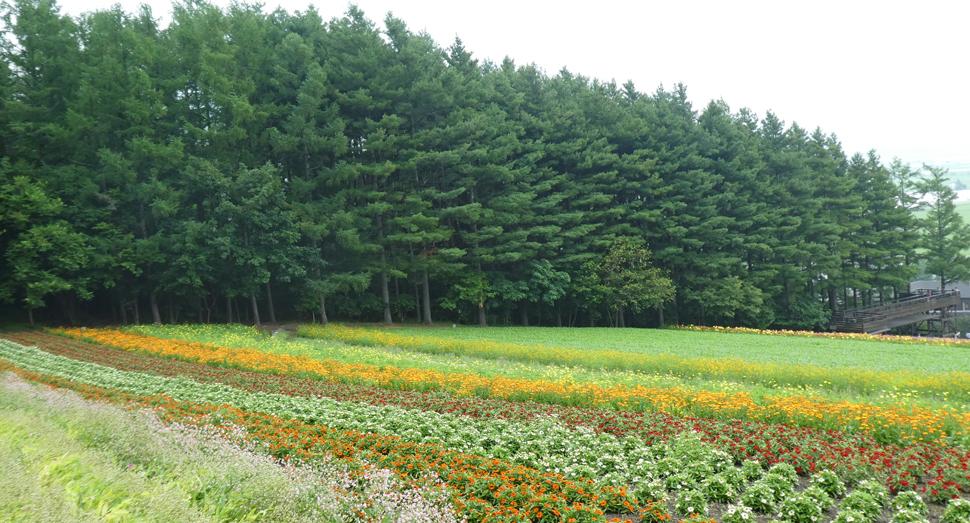 キンセンカやかすみ草が咲く森の彩りの畑