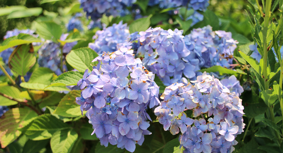 マザーズガーデンでは紫陽花もご覧いただけます