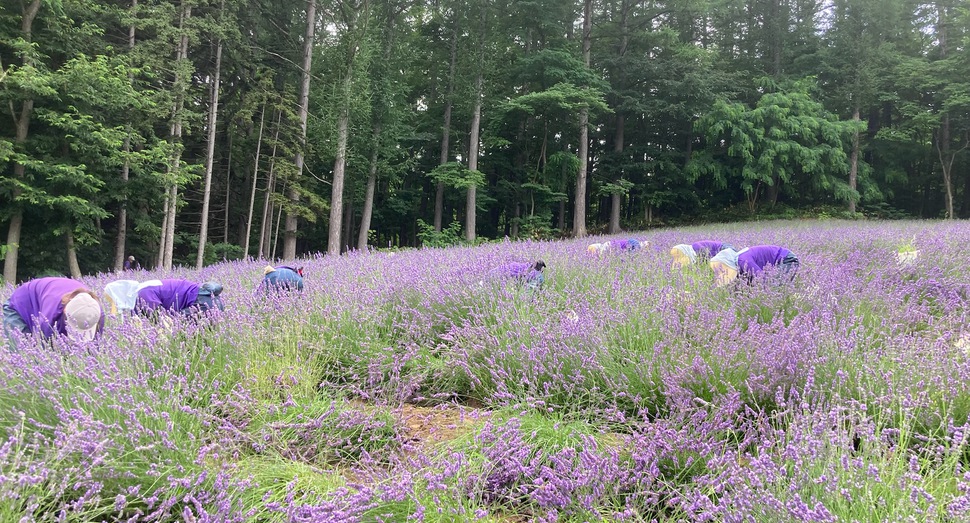 ラバンジン畑の草取りです