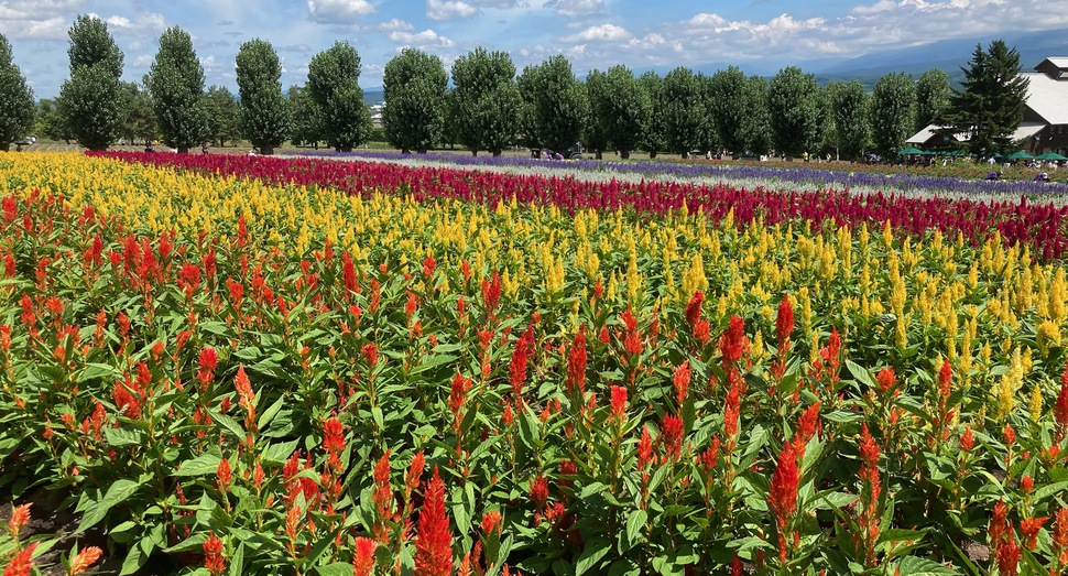 見頃の花人の畑