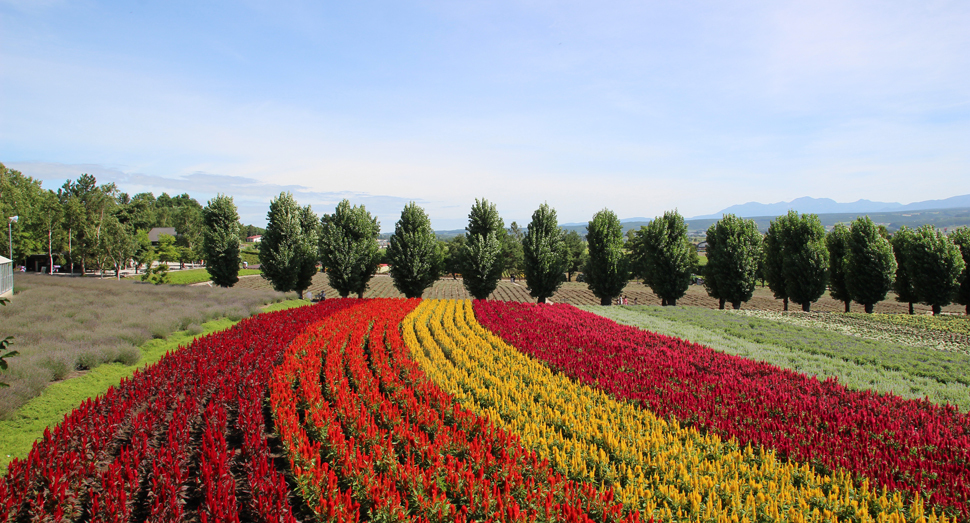 カラフルなケイトウが成長中の花人の畑