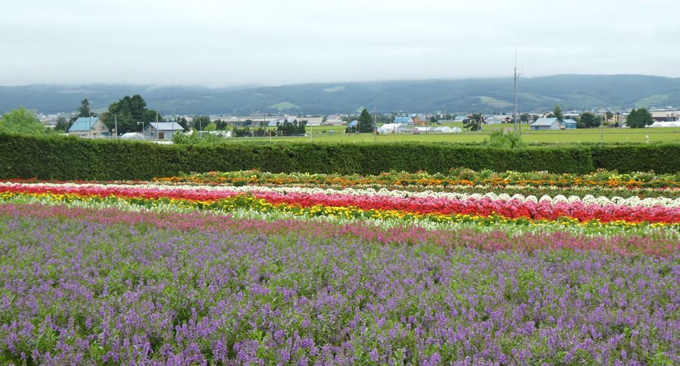 「秋の彩りの畑」や「花人の畑」はまだまだ見頃が続きます