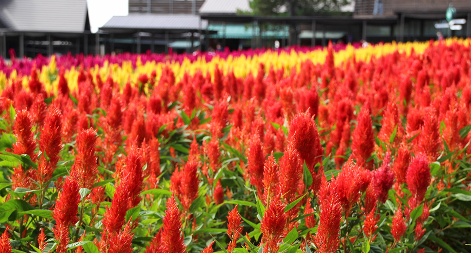 花人の畑ではケイトウが風で揺れています