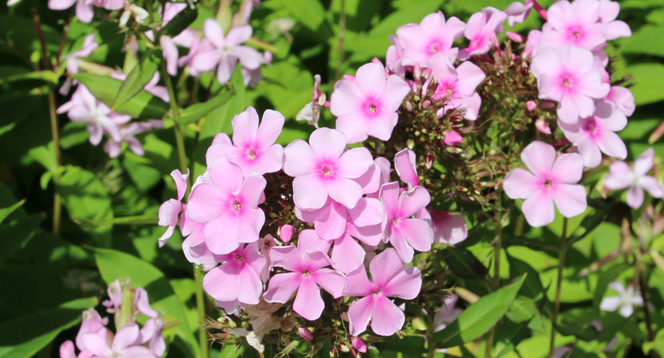 花人ガーデンで開花中のフロックス