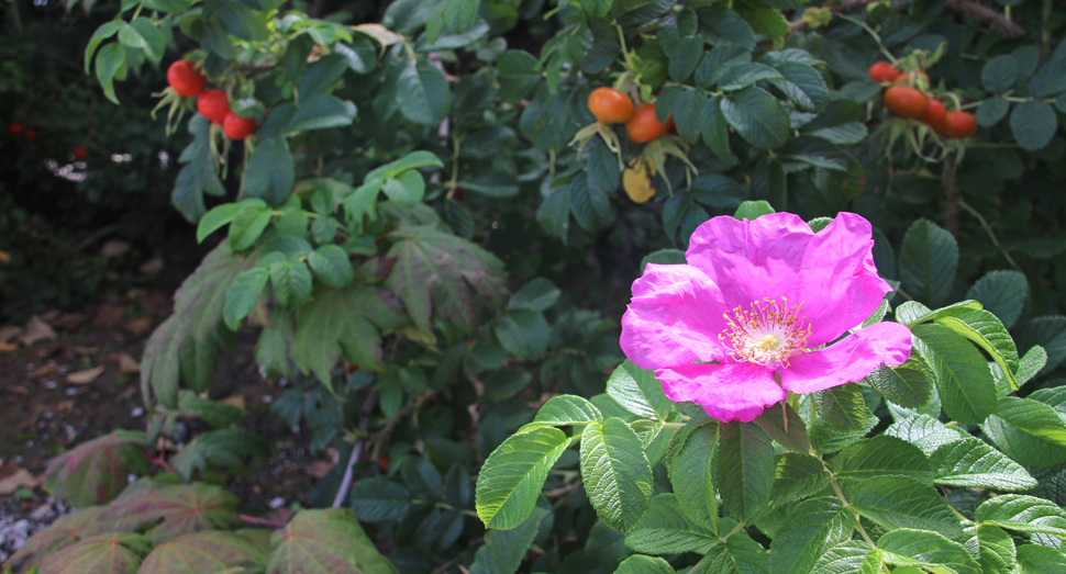 はまなすの花はそろそろ見納めでしょうか