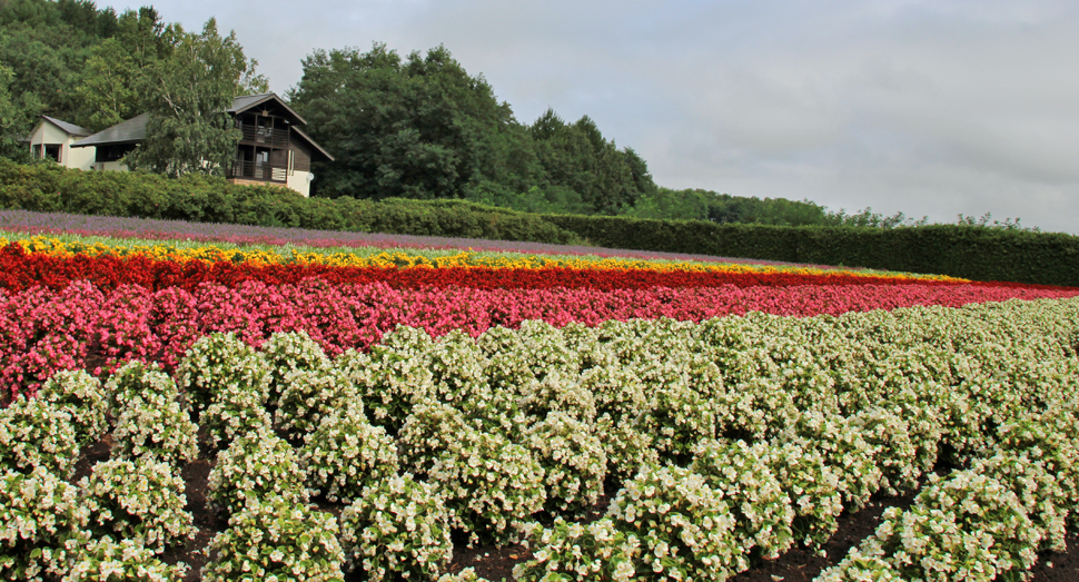 秋の彩りの畑では色とりどりの花が咲いています