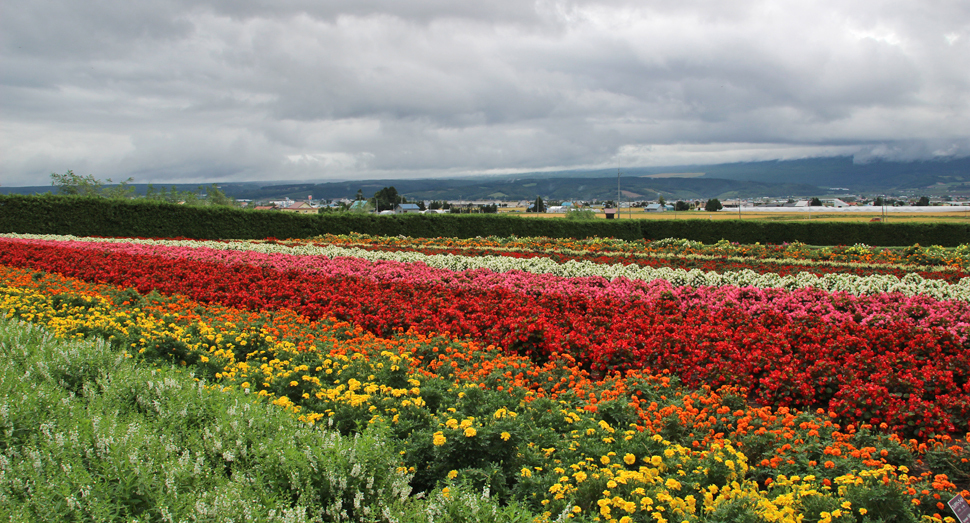 秋の彩りの畑の花々は曇り空でも鮮やかです