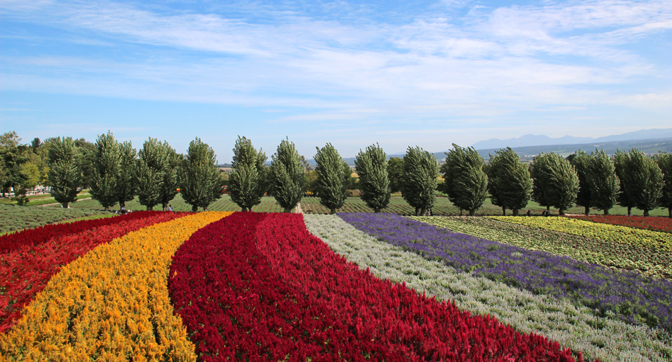 秋色の花々が彩る花人の畑