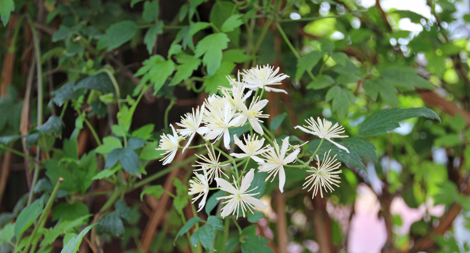 小さな花火のようなボタンヅル