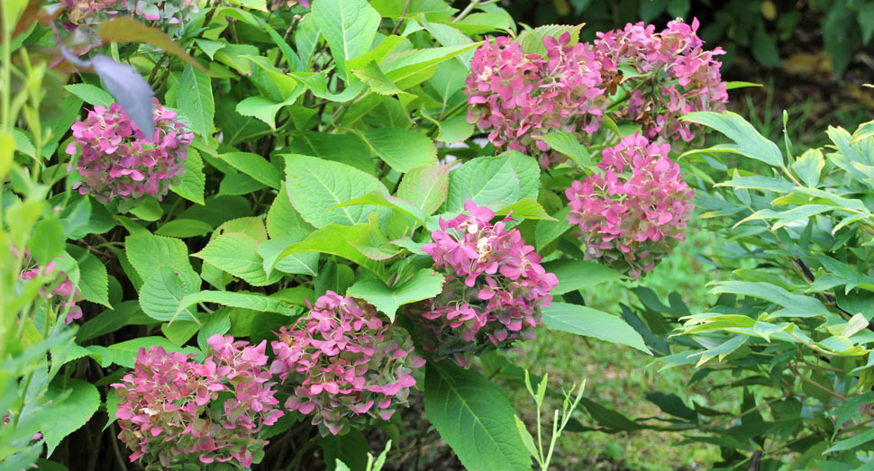 マザーズガーデンの紫陽花も秋色に染まっています