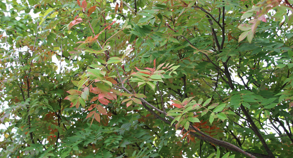 紅く色づきはじめたナナカマド