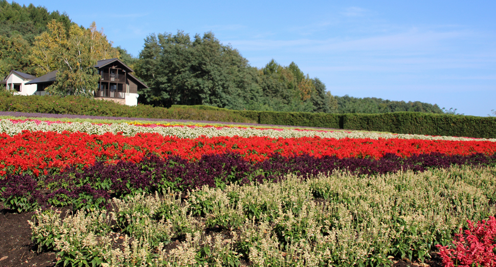 今日は晴れているので花の色がより鮮やかに感じます