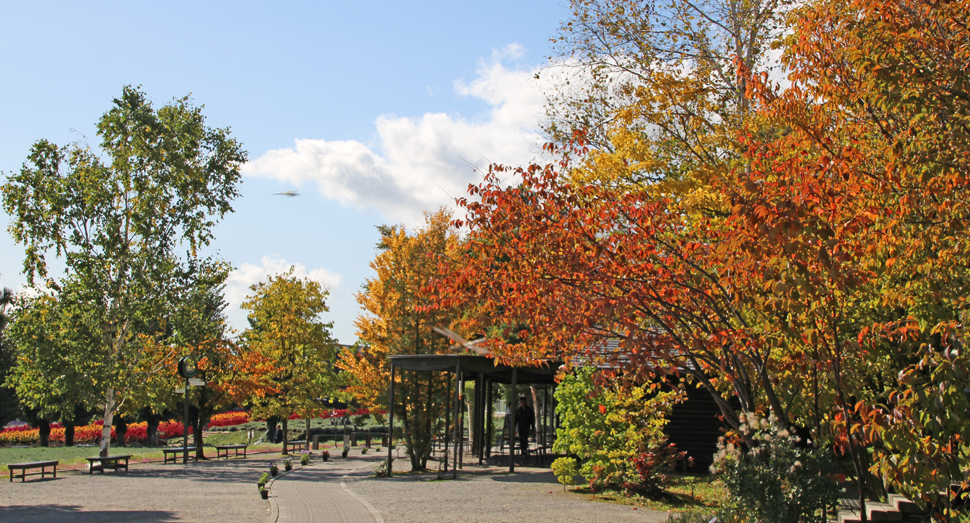 倖の小路の木々が少しずつ紅葉してきました