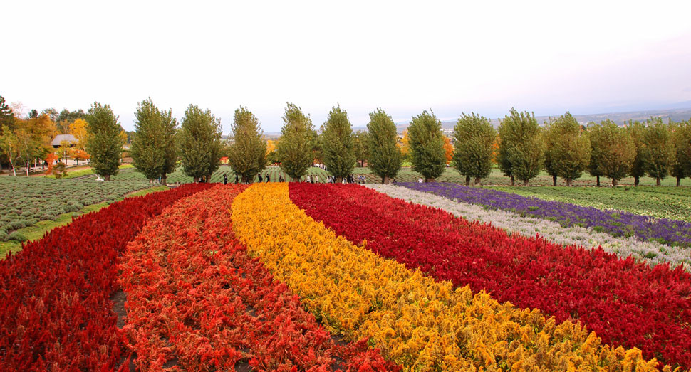 赤、オレンジ、黄色など色とりどりの花人の畑