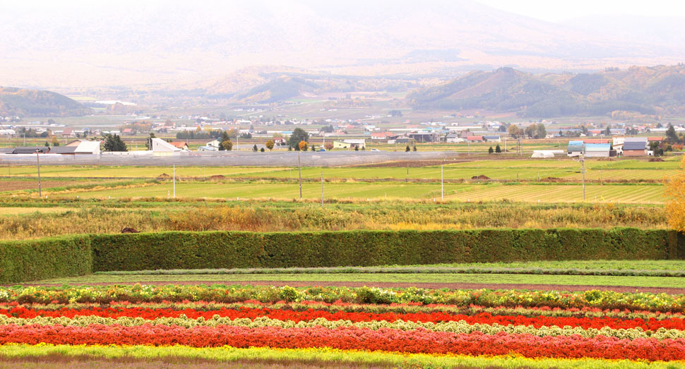 秋の彩りの畑と紅葉した十勝岳連峰