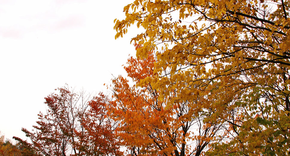 園内のあちこちで木々が紅葉しています