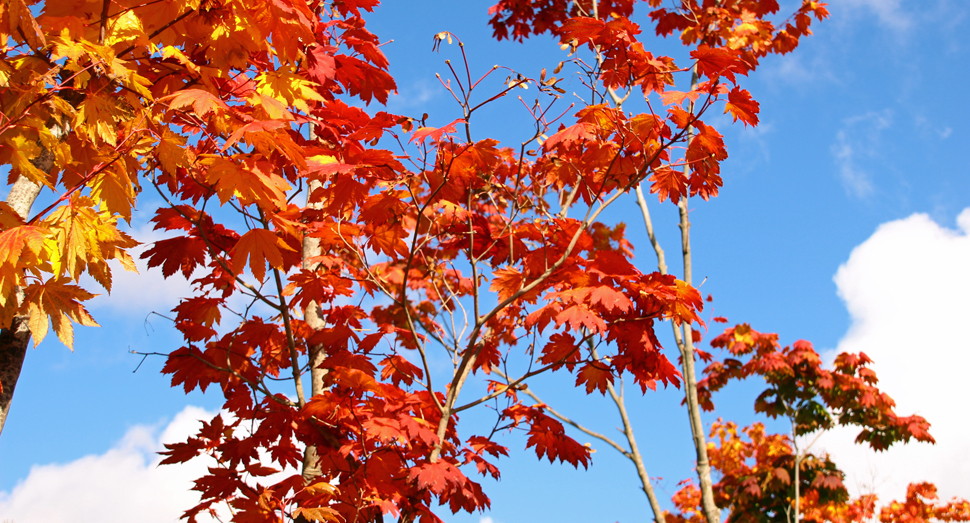 青空に紅葉がよく映えます