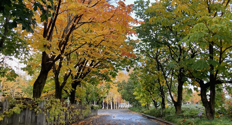 紅葉が進みました