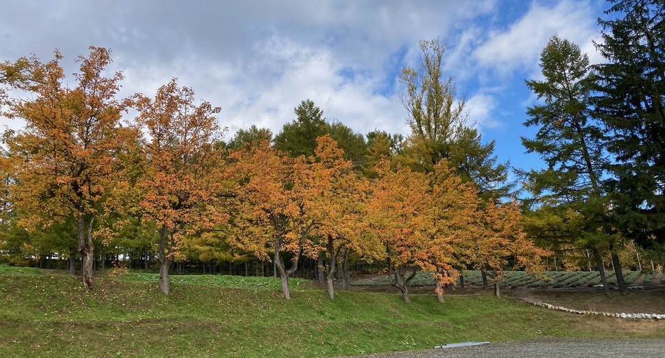 紅葉が進む木々達