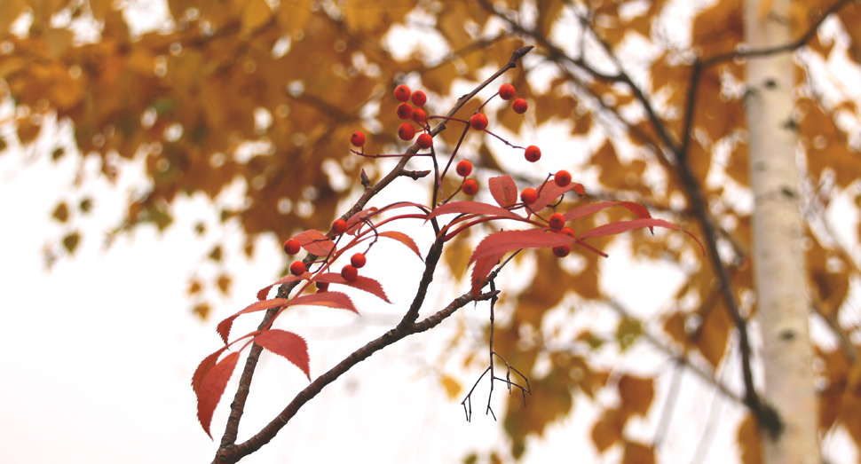 ナナカマドの真っ赤な葉と実