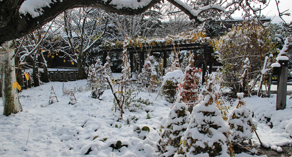 冬囲いされた木々が雪で見えなくなりそうです