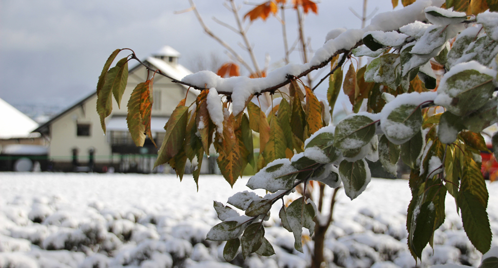 園内の木々にも雪が積もっています