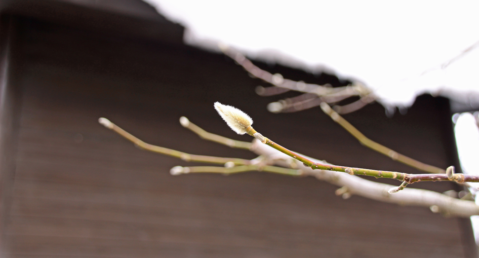 フワフワであたたかそうなコブシの冬芽