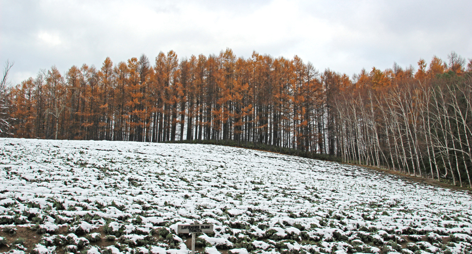 うっすらと雪が積もったトラディショナルラベンダー畑