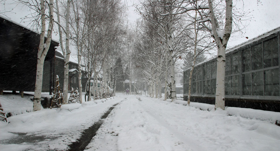 白樺並木も雪景色に溶け込んでいます