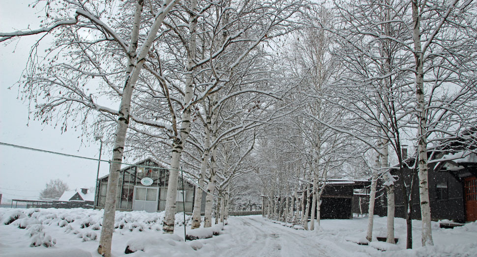 白樺並木からフワフワと雪が降りそそぎます